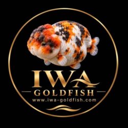 iWA Goldfish 