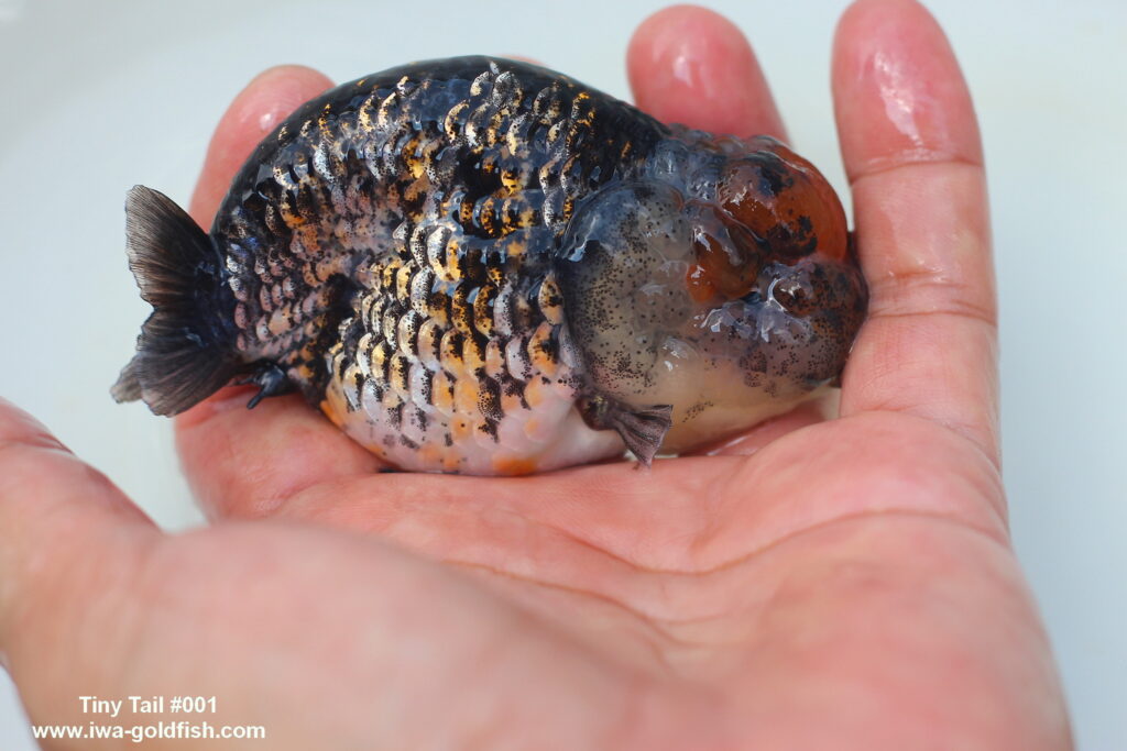 Ranchu Tiny Tail Goldfish from Thailand at iWA Goldfish Farm